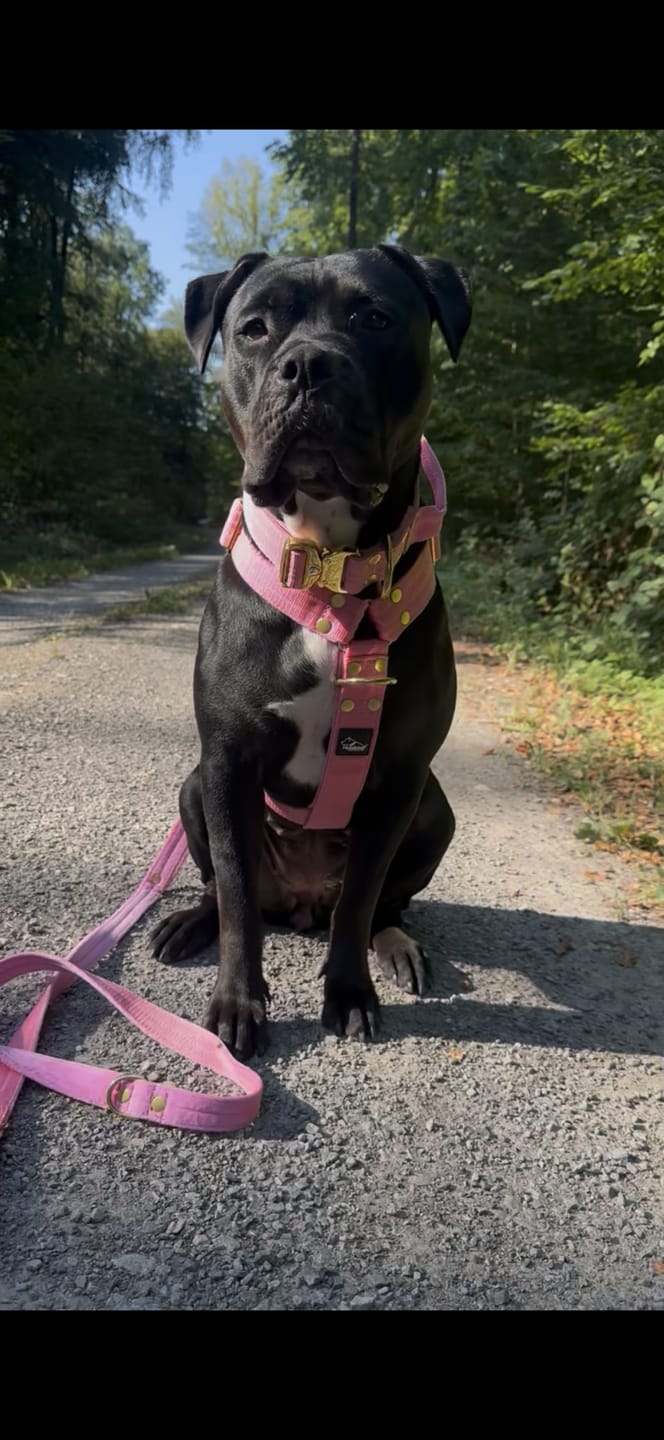 Customer photo review of Easy Walk Extreme Gold Buckle Candy Pink - Sele med snabbspänne