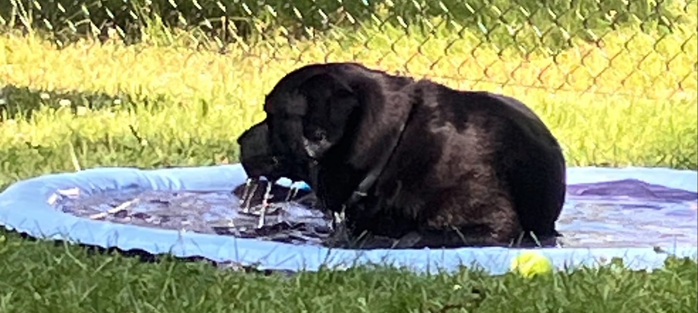Customer photo review of Heartgard Plus for Dogs - Monthly Heartworm & Intestinal Worm Protection
