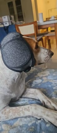 Customer photo review of Orejeras aislantes de sonido para perros