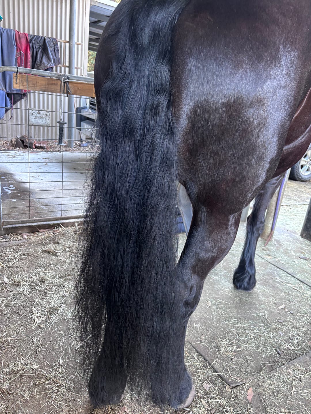 Customer photo review of Queen's Brush - Royal Mane & Tail Brush