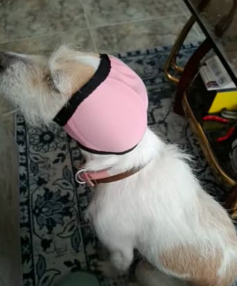 Customer photo review of Orejeras aislantes de sonido para perros