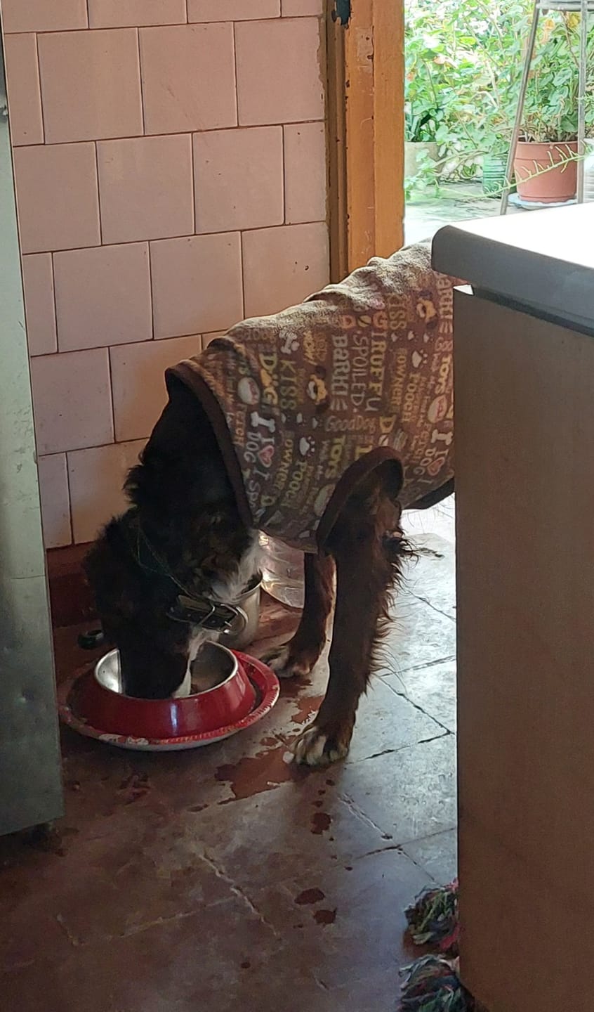 Customer photo review of CHAMPION DOG SOBRE CARNE 100GR