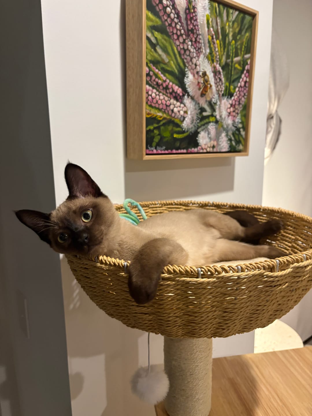 Customer photo review of Oak Cat Tower – 6 Levels with Woven Rattan Beds (90855)