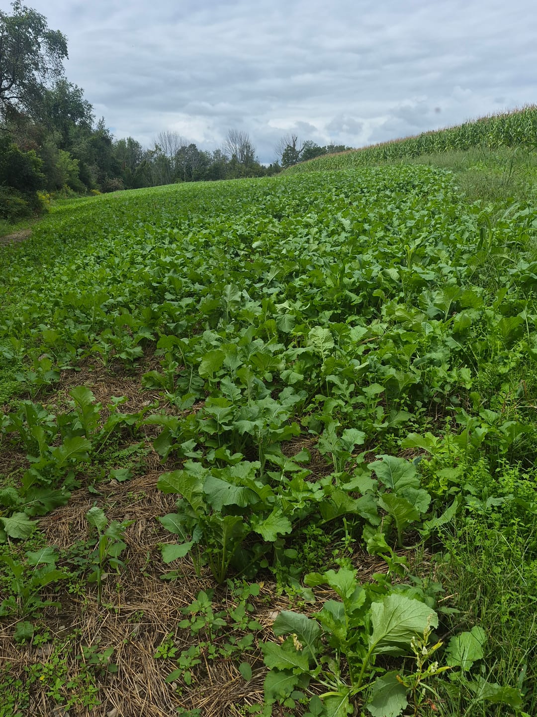 Customer photo review of Big Sexy™ Food Plot Seed