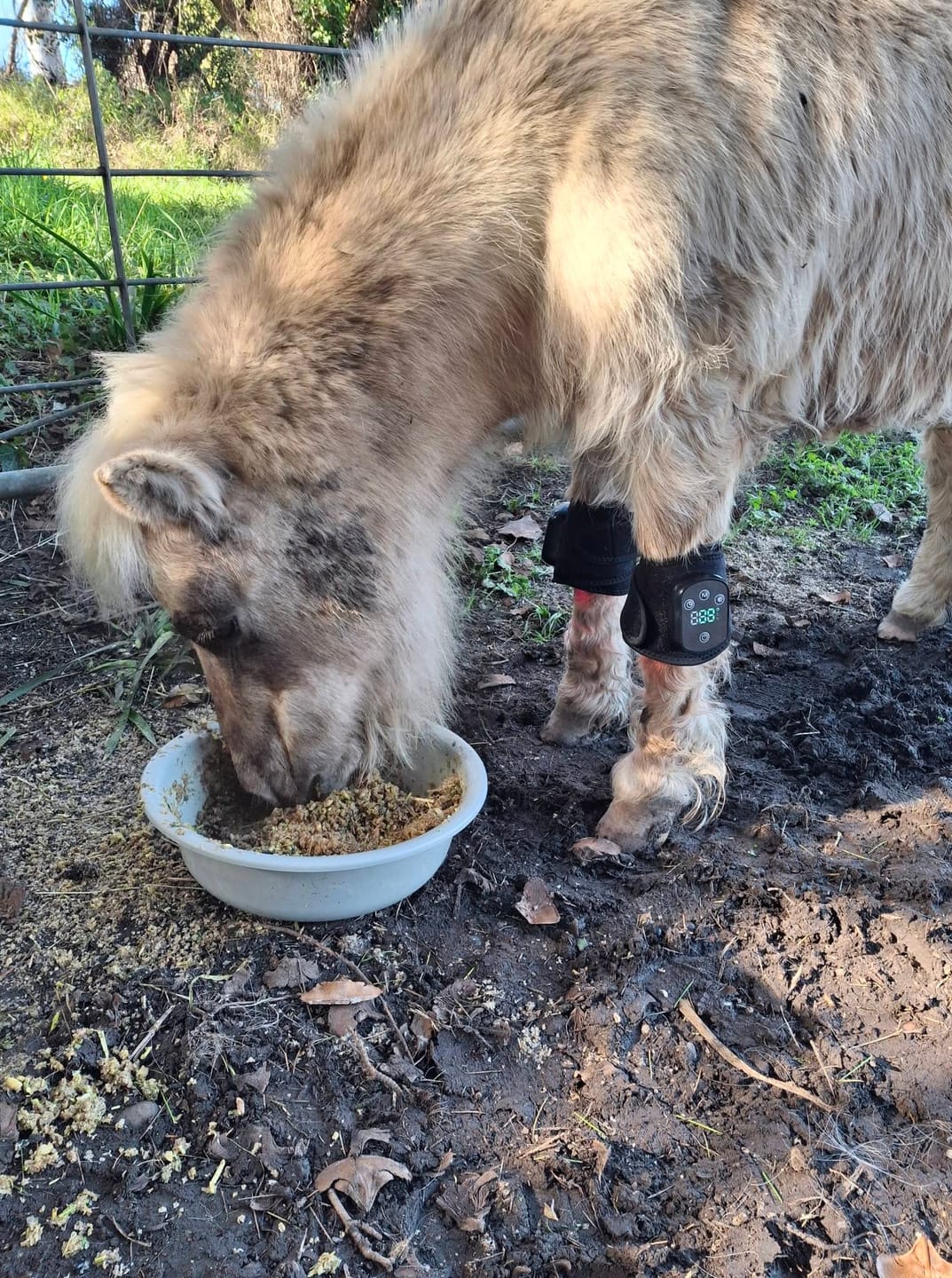 Customer photo review of HorseHalo™ HaloLegs Mini