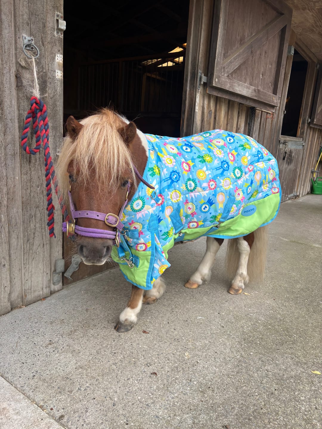 Customer photo review of Champion Stable Rug
