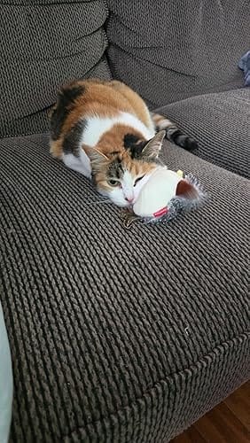 Customer photo review of Motion-Activated Flapping Bird Cat Toy