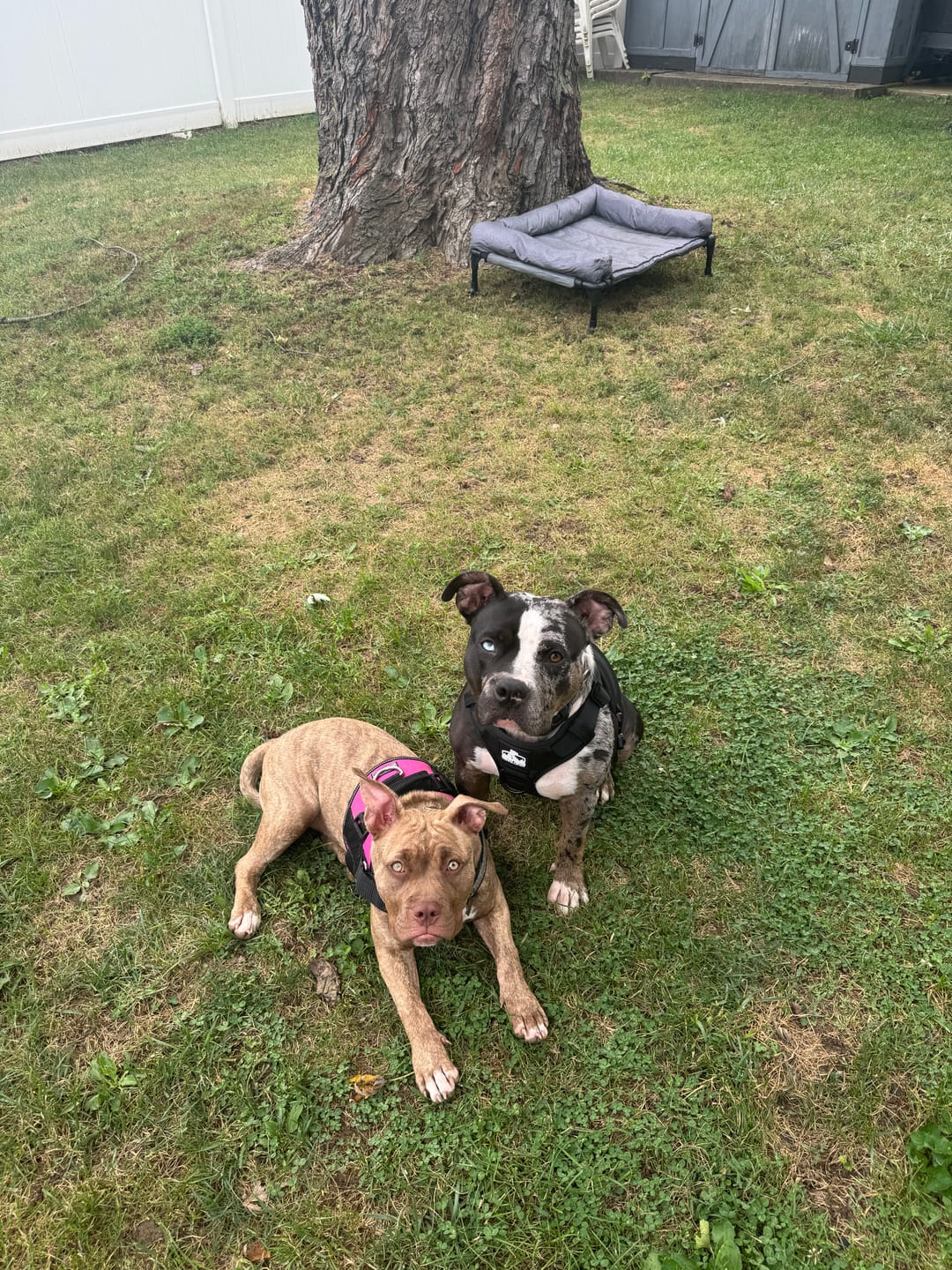 Customer photo review of No Pull Bully Proof Harness