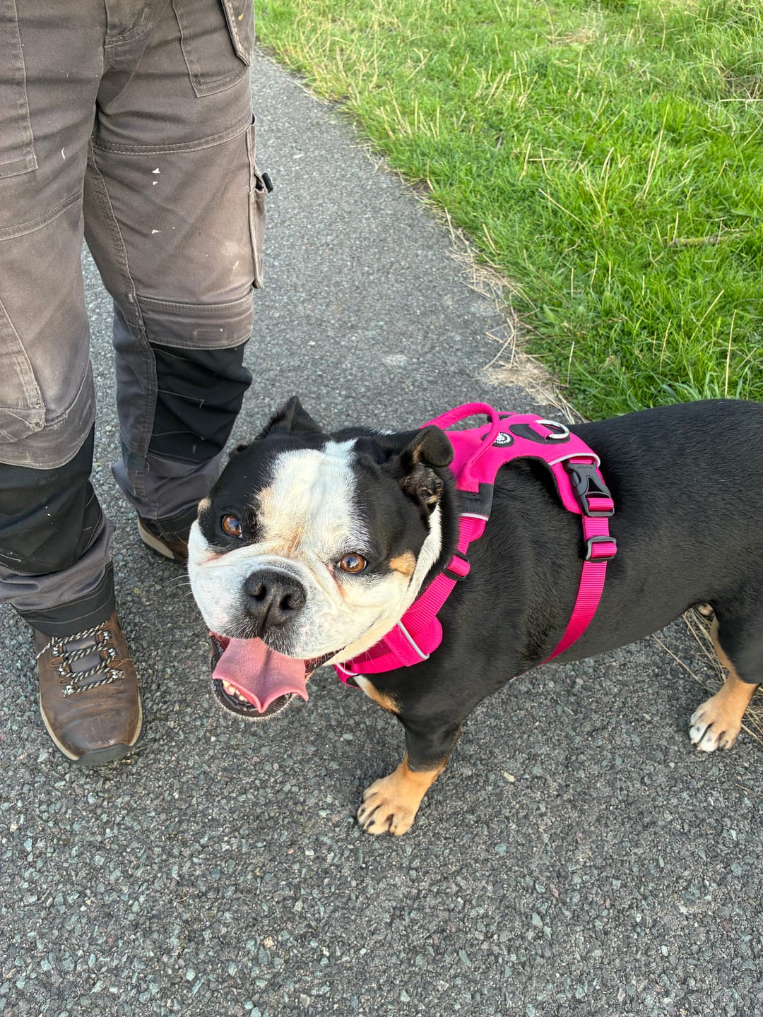 Customer photo review of Air Harness | Anti-Pull & With Handle - Carminerose
