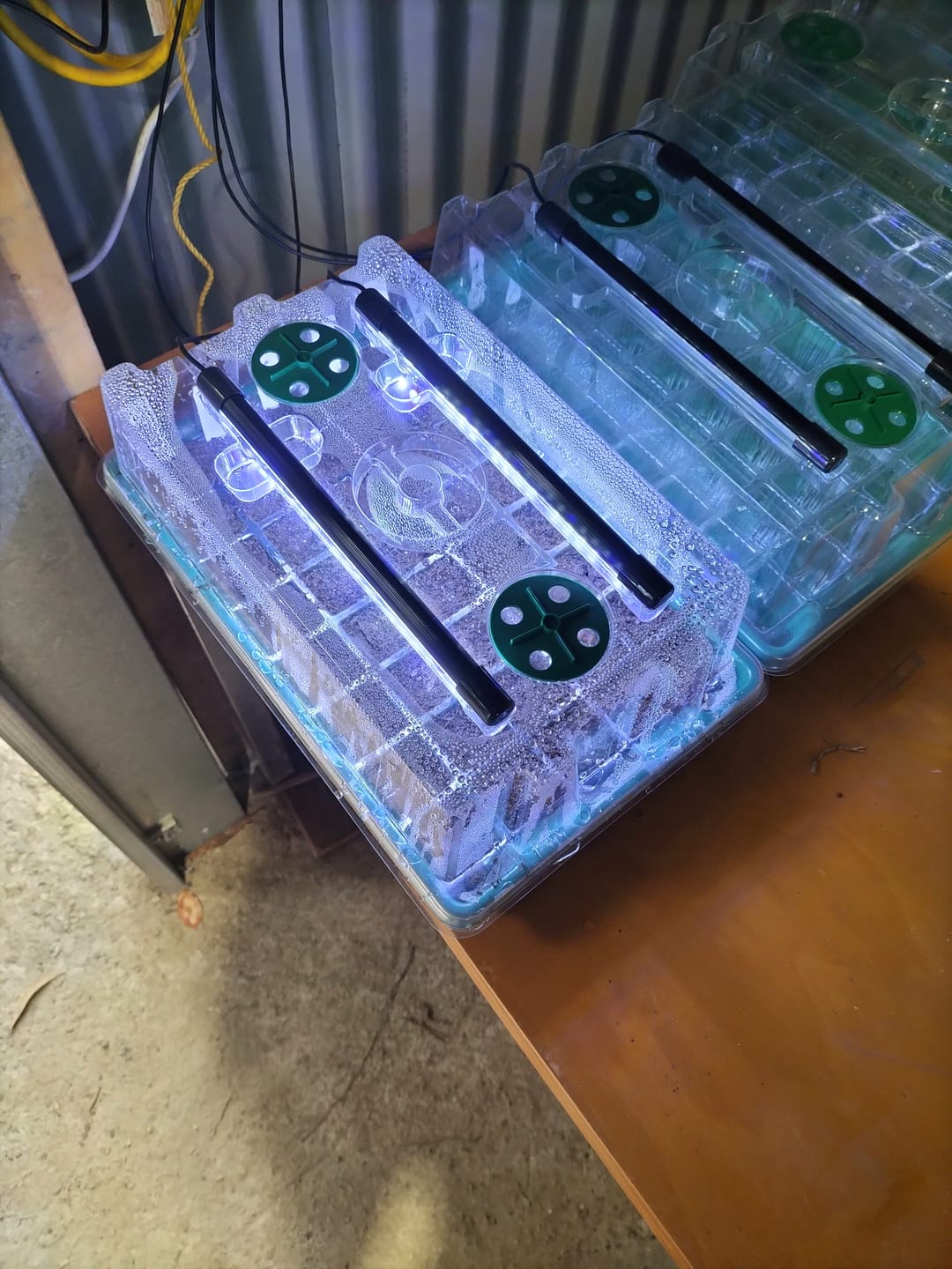 Customer photo review of Seed Starter Kit