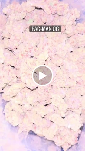 Customer video review of Dank Pac-Man OG THCA Flower - Cheap OZ