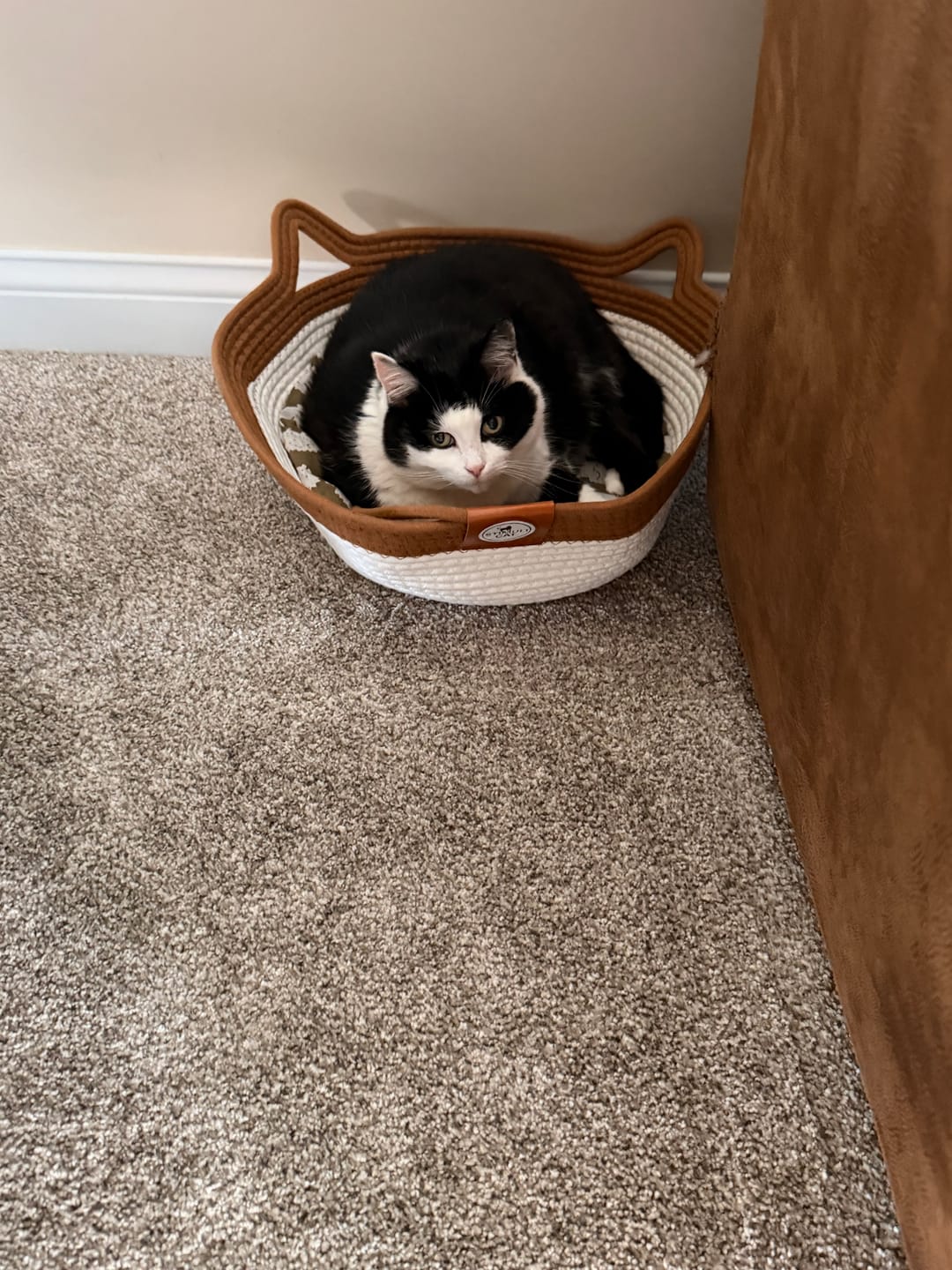 Customer photo review of Instinct Basket | Meet the first research-backed natural territory for indoor cats