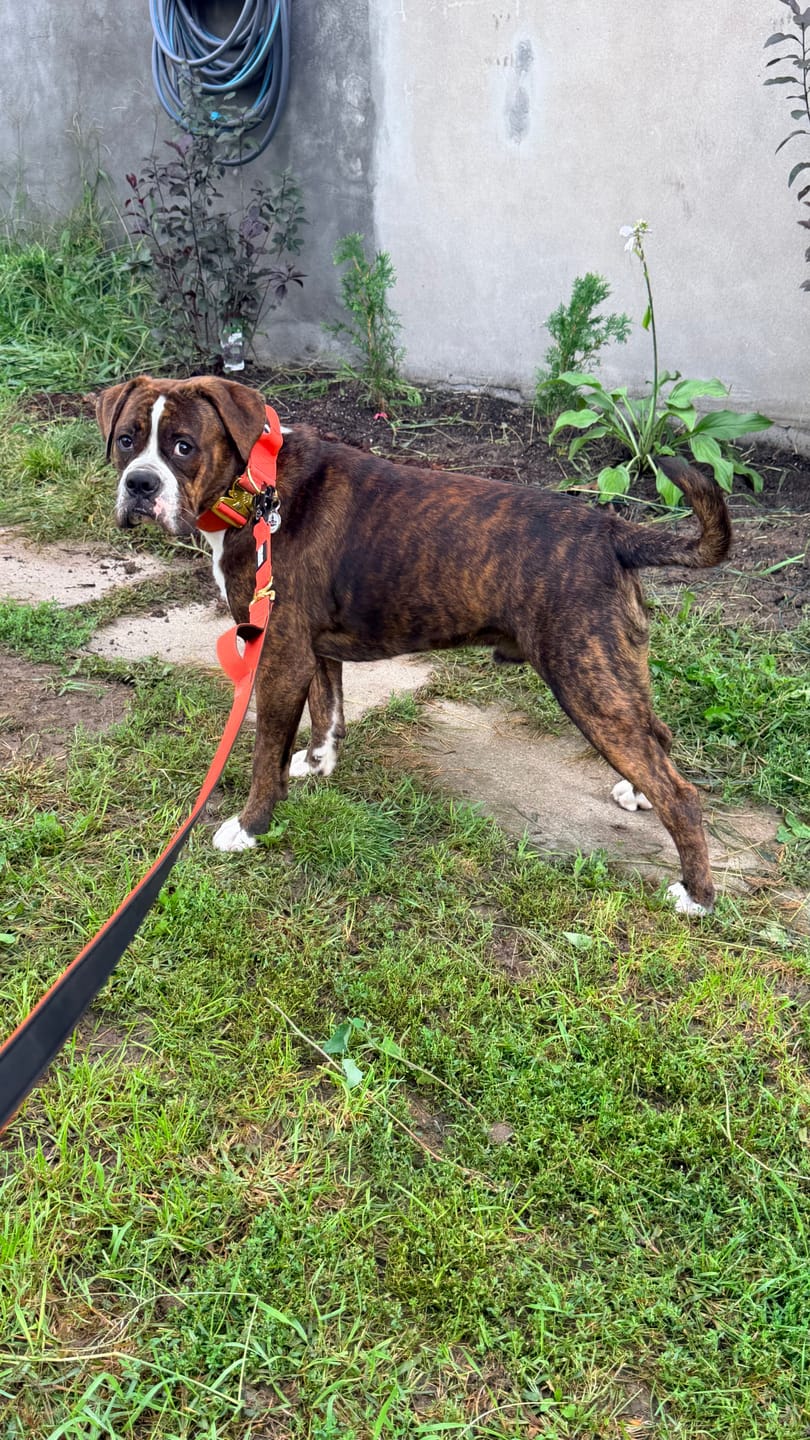 Customer photo review of 2" Tacti Luxe Dog Collar - Gold Cognac