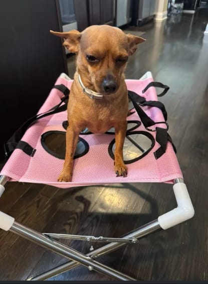 Customer photo review of FreshPaws™- Foldable Pet Bathing Stand