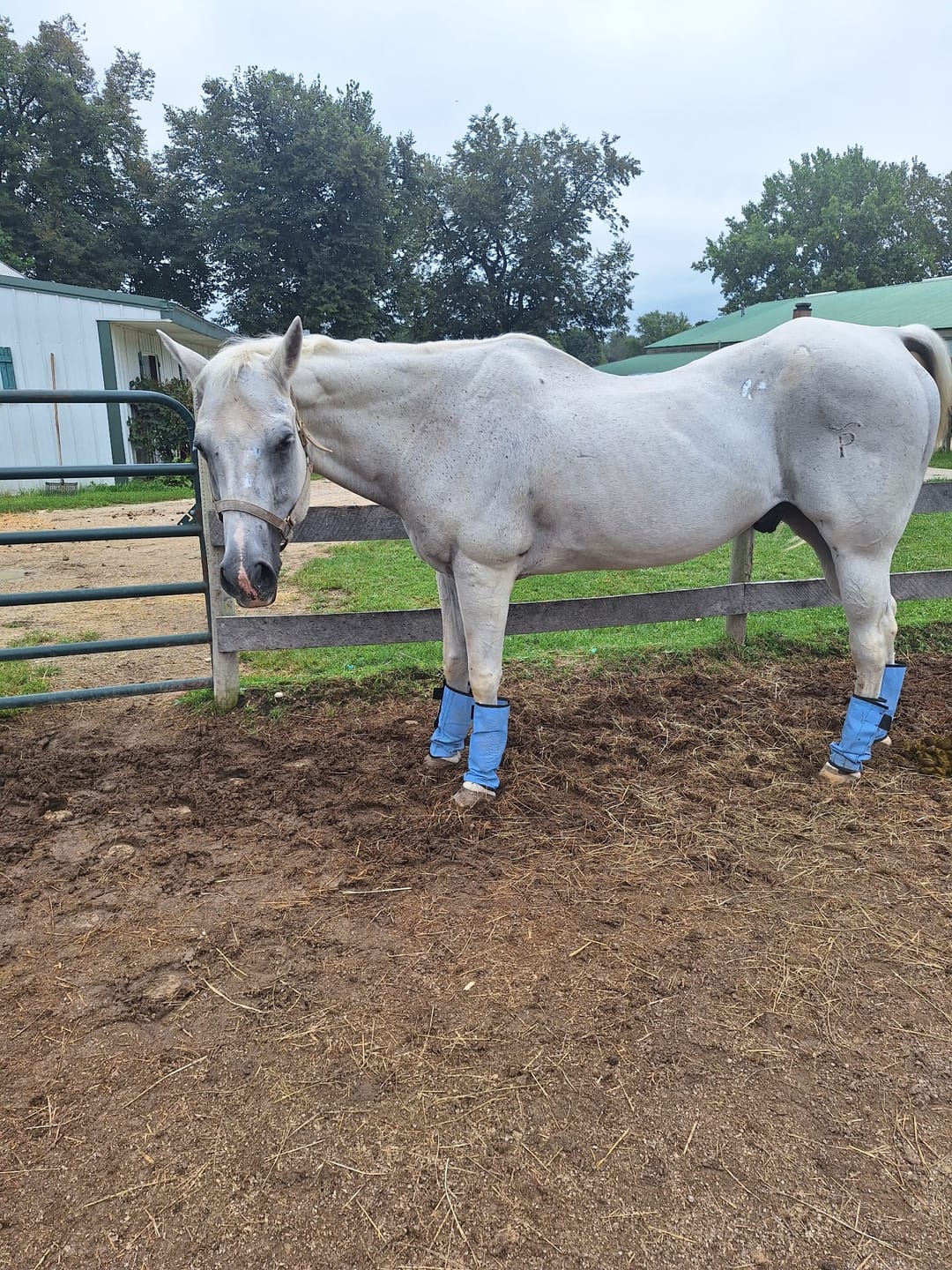 Customer photo review of The FlyBlock Boots