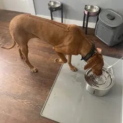 Customer photo review of Health & Happiness Dog Kit