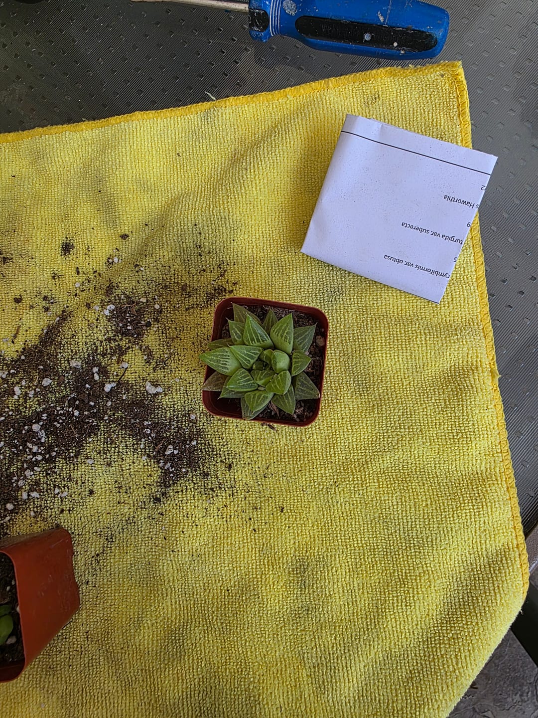 Customer photo review of Haworthia cymbiformis var. obtusa