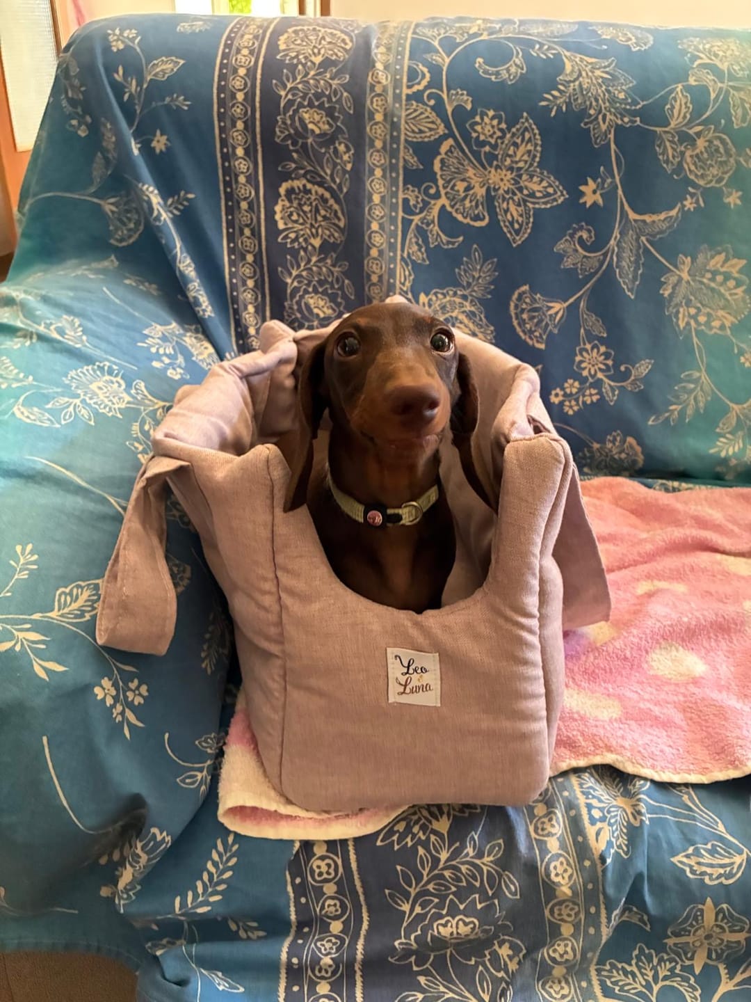 Customer photo review of Borsa Trasportino Cane Liberty Violetta | Made in Italy — Leo e Luna