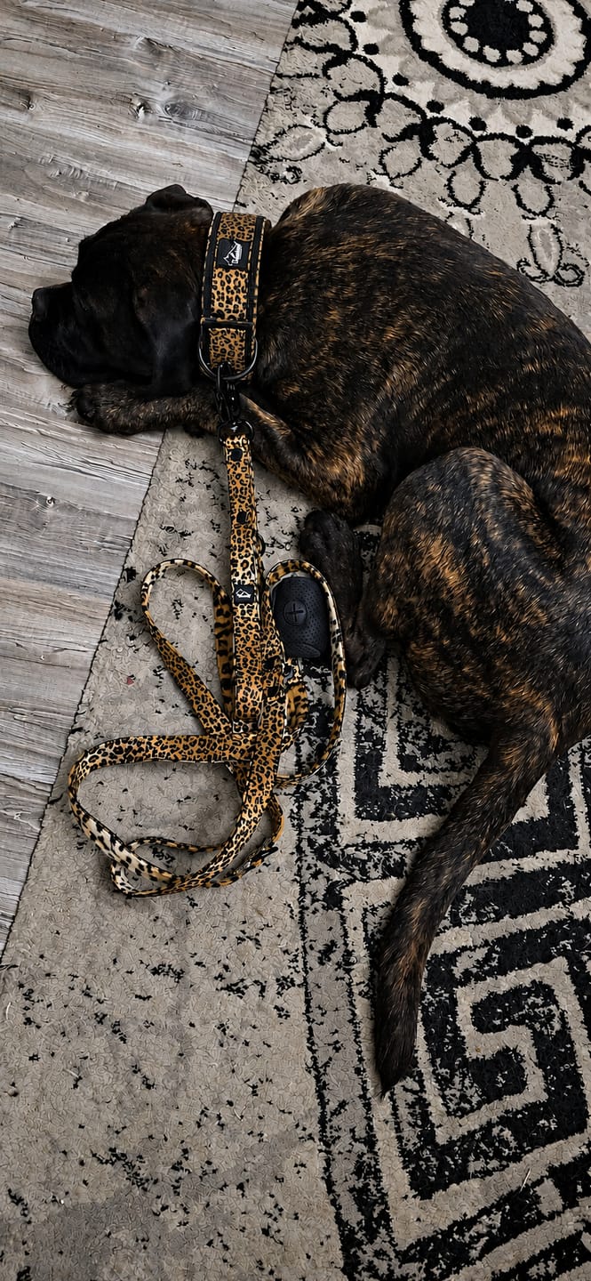 Customer photo review of Active Komfort Leopard - Brett slitstarkt hundhalsband med spänne