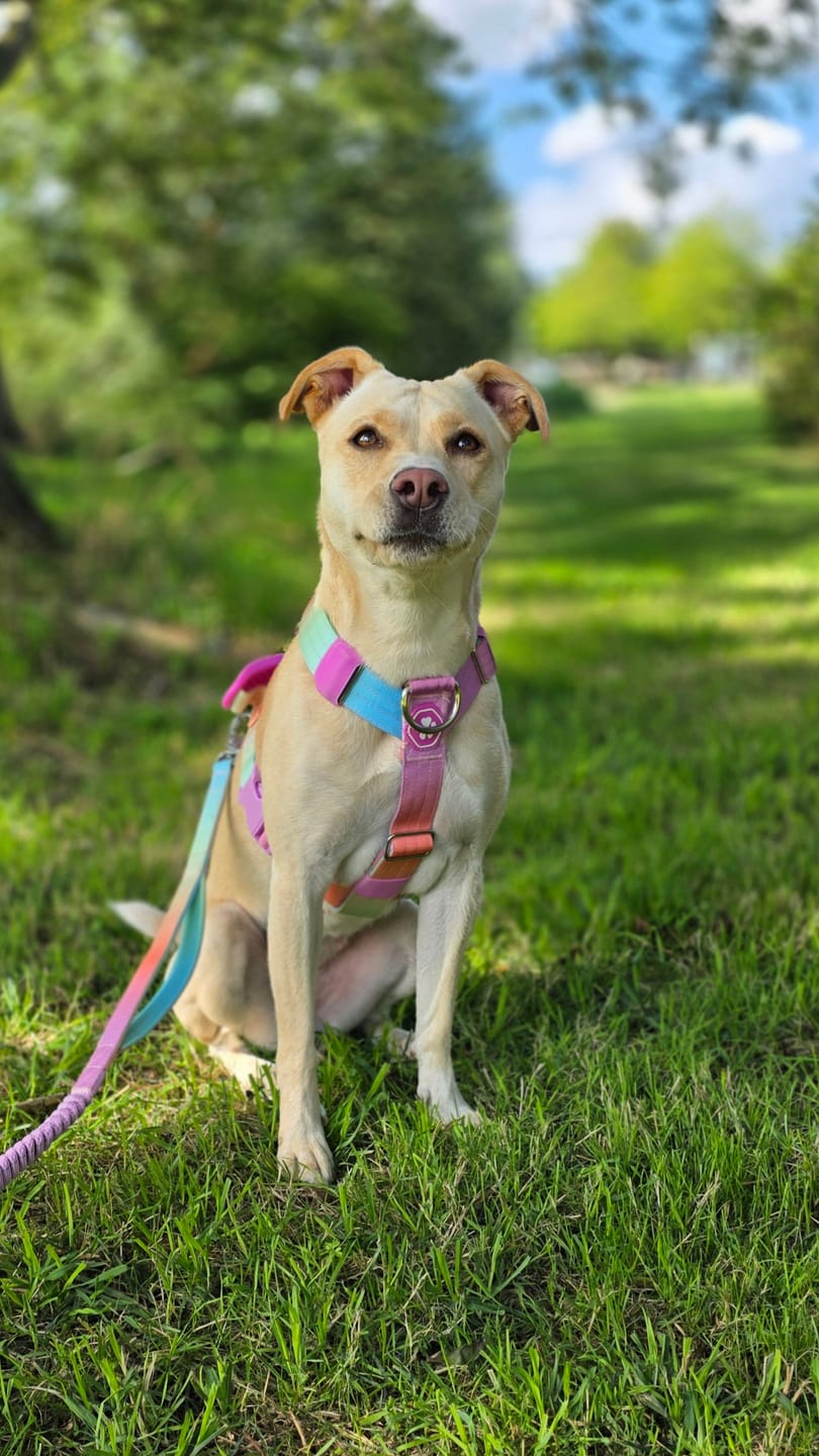 Customer photo review of Comfort Control No-Pull Dog Harness and Multipurpose Leash Sets