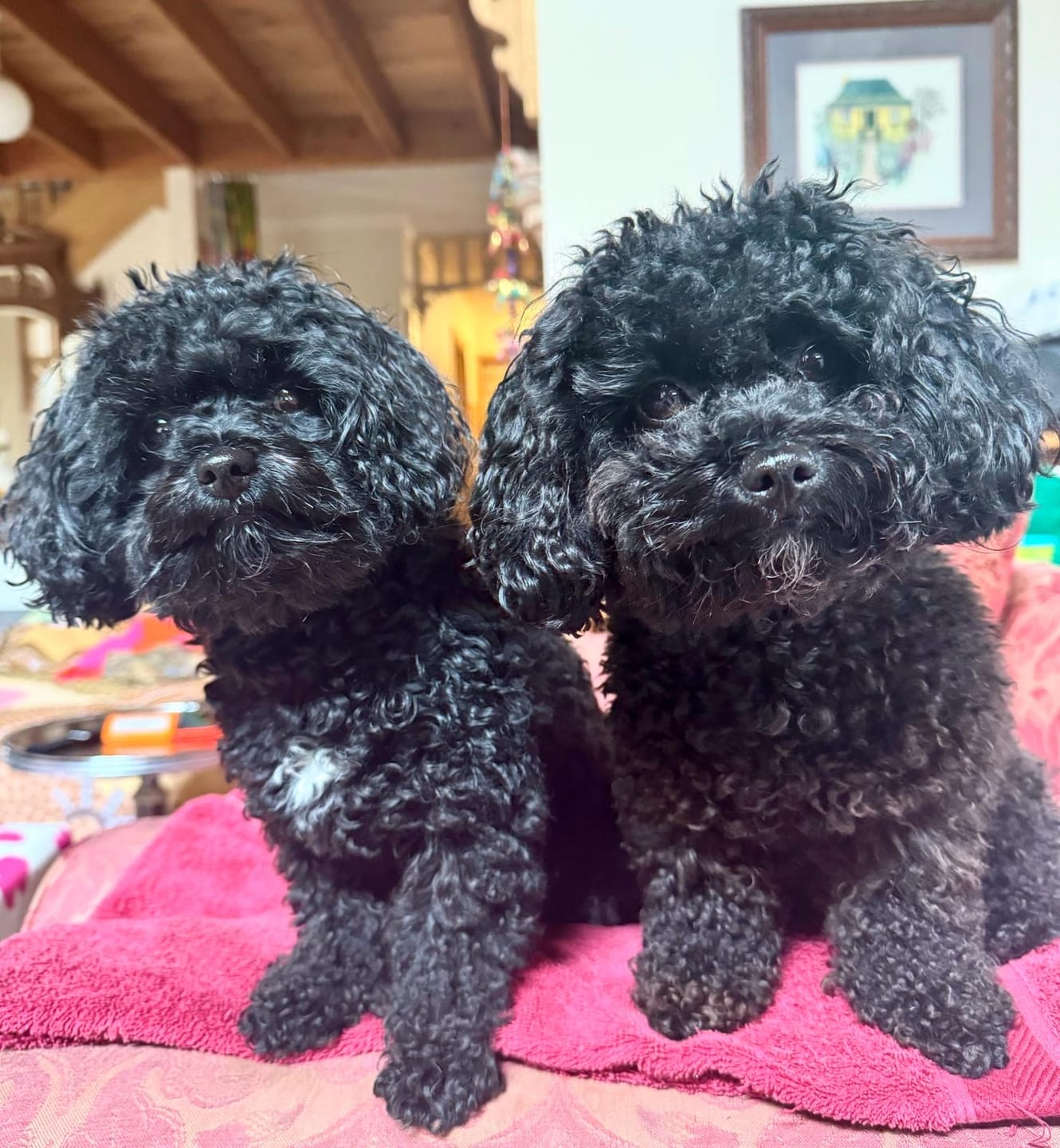 Customer photo review of Bell and Bone Dog Healthy Treats: Tuna & Seaweed for Skin, Coat and Nails 130G