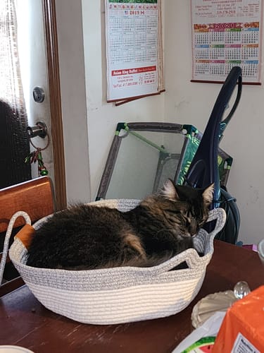 Customer's brown fluffy cat resting comfortably inside the round Instinct Basket on a table.