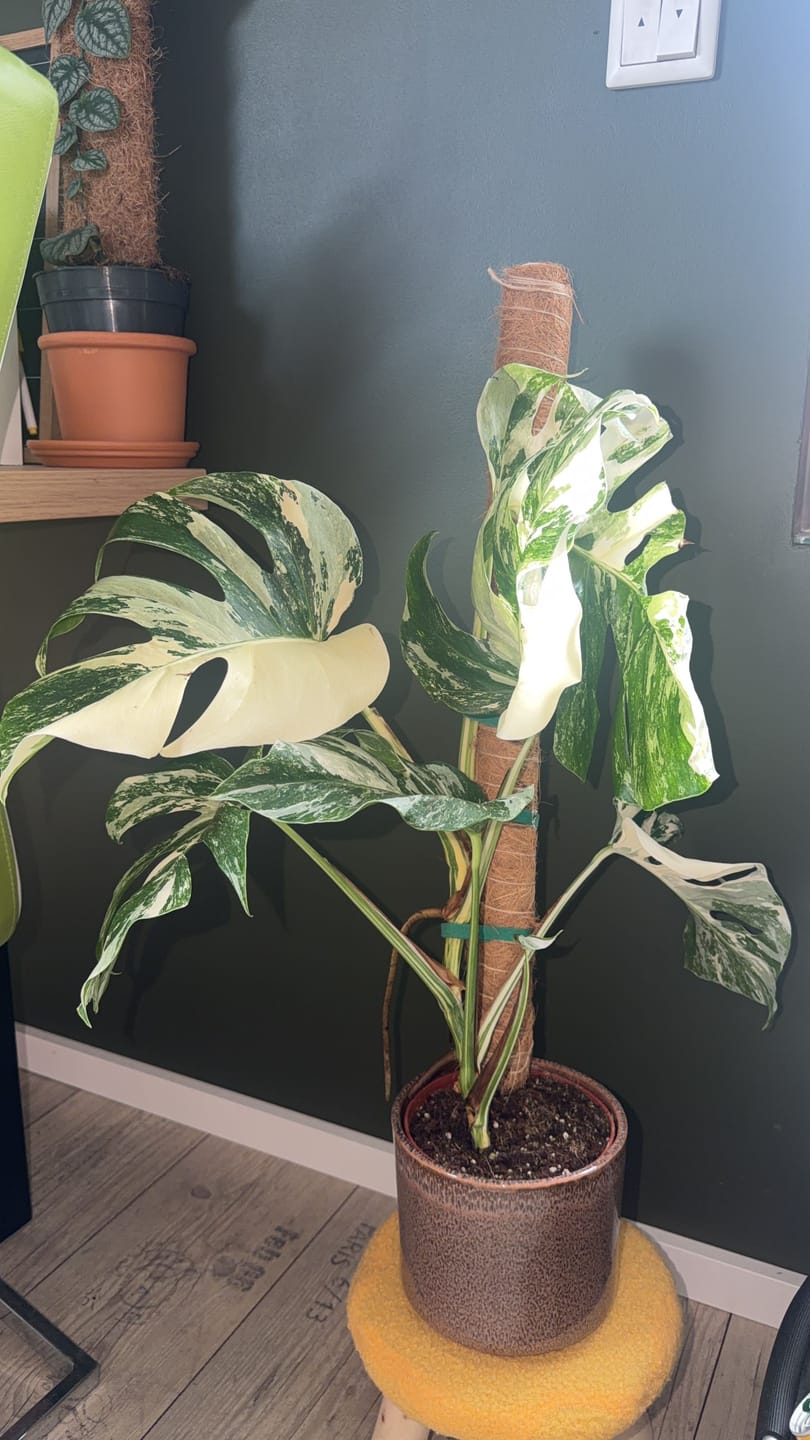 Customer photo review of Monstera Deliciosa Variegata