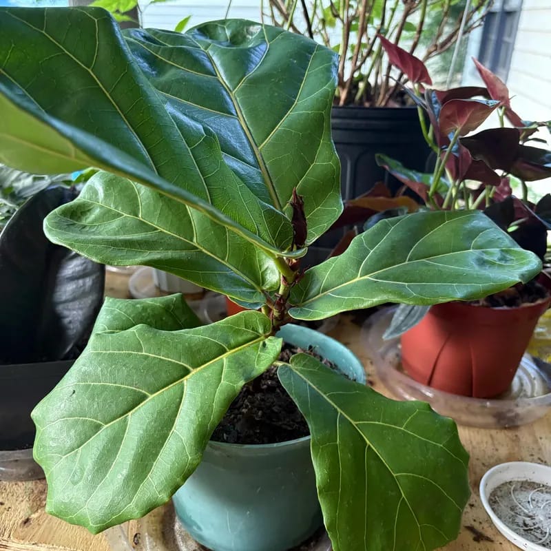 Customer photo review of Fiddle Fig Tree Live in 6" Nursery Pot | Live Ficus Lyrata Tree Indoor Low Light Houseplant