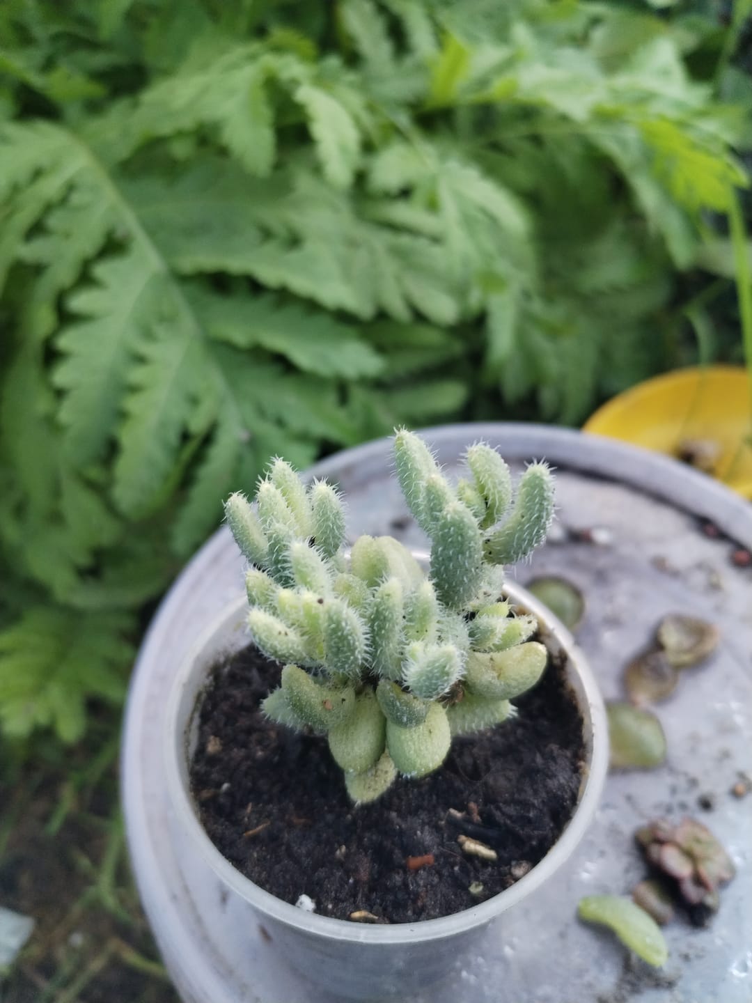Customer photo review of Delosperma Echinatum Variegata