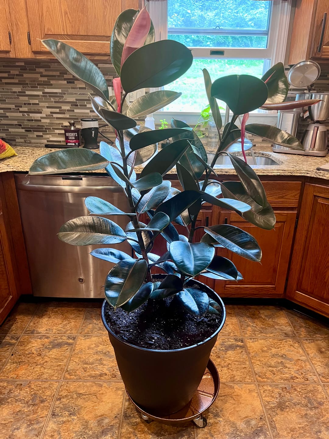 Customer photo review of Ficus Burgundy Bush, Rubber Tree