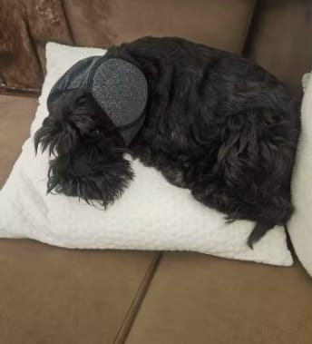 Customer photo review of Orejeras aislantes de sonido para perros