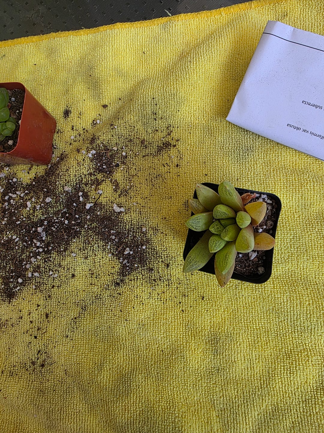 Customer photo review of Haworthia turgida var. suberecta