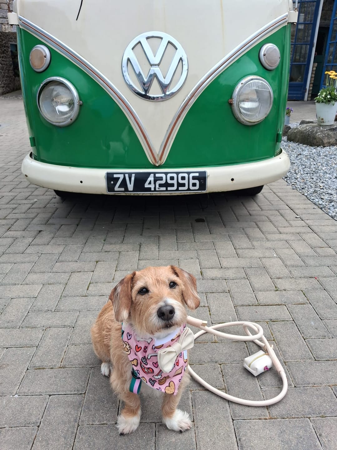 Customer photo review of Grá Dog Bandana