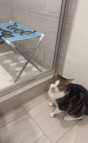 Customer photo review of FreshPaws™- Foldable Pet Bathing Stand