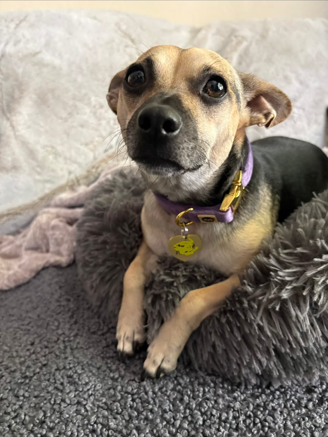 Customer photo review of Violet Velvet - Adjustable Dog Collar