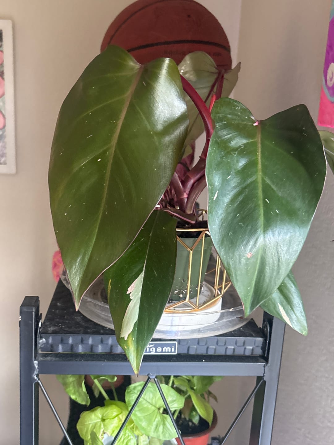 Customer photo review of Philodendron Pink Princess - 4"