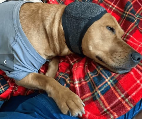 Customer photo review of Orejeras Anti-Estrés para Perros