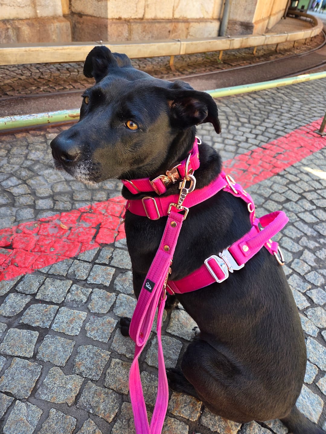Customer photo review of Multi Guard Leash Rose Edition Rosa - Multi-väktarkoppel