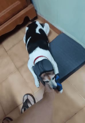 Customer photo review of Orejeras Anti-Estrés para Perros