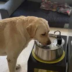 Customer photo review of Health & Happiness Dog Kit