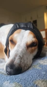 Customer photo review of Orejeras aislantes de sonido para perros