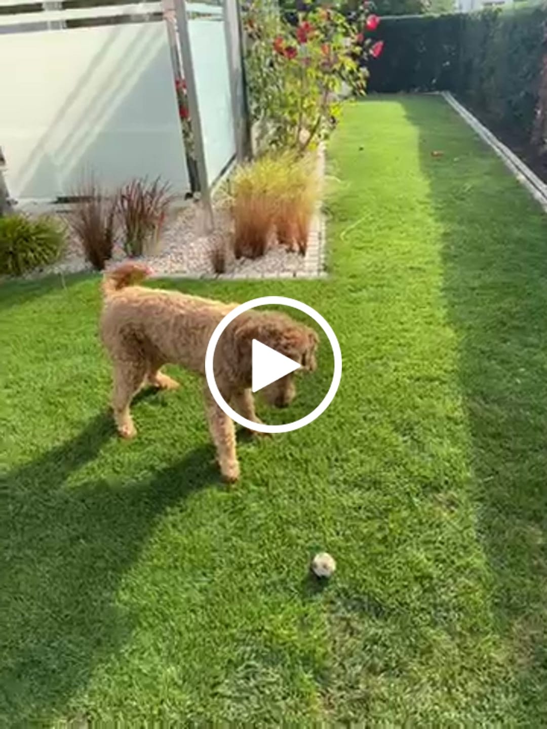Customer video review of Wurmtest Pro Hund
