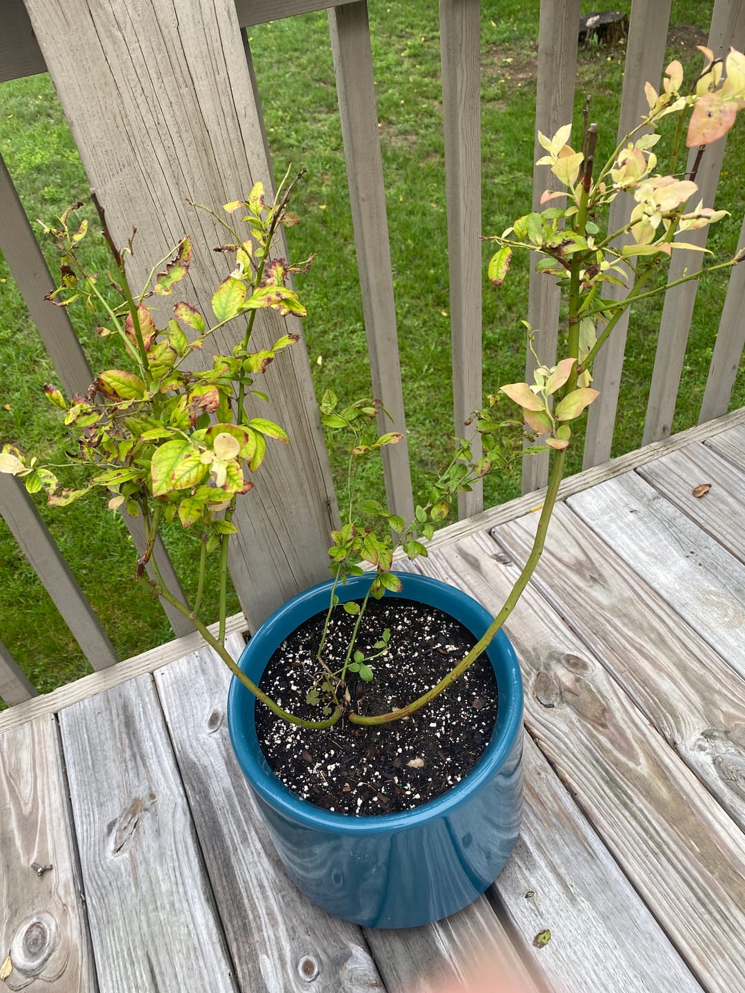 Customer photo review of Pink Icing Blueberry Shrub