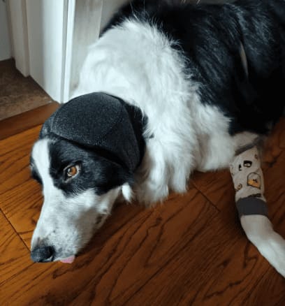 Customer photo review of Orejeras Anti-Estrés para Perros