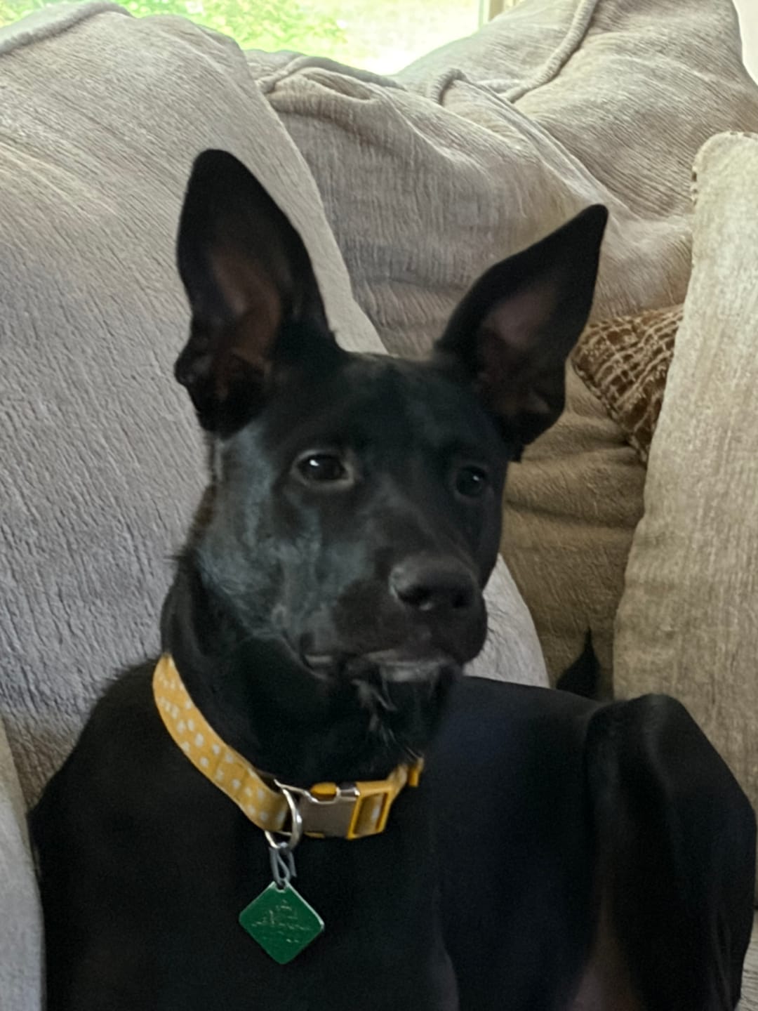 Customer photo review of Himalayan Yak Chew (EXTRA LARGE)
