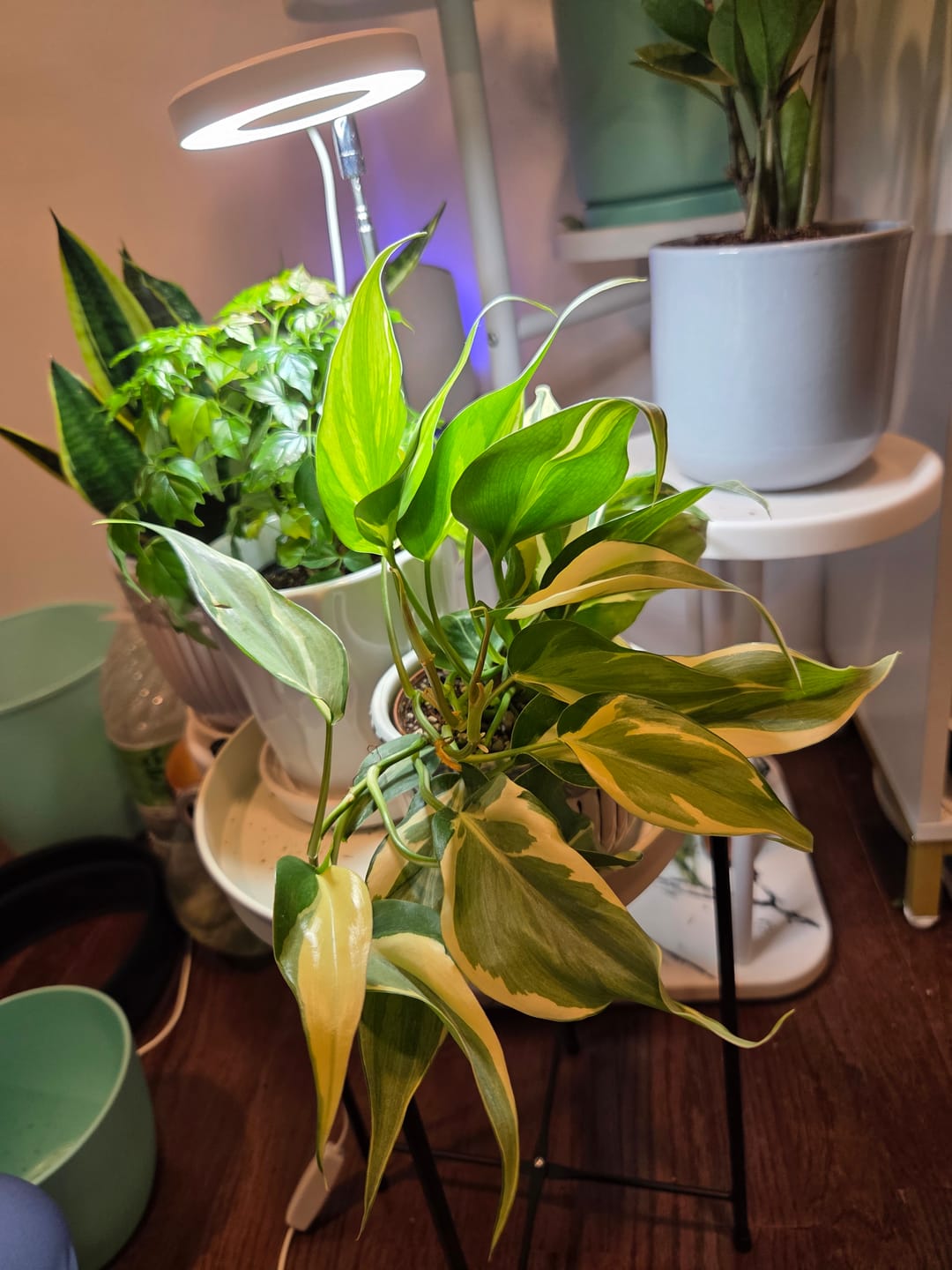Customer photo review of Philodendron hederaceum 'Rio' - 3"