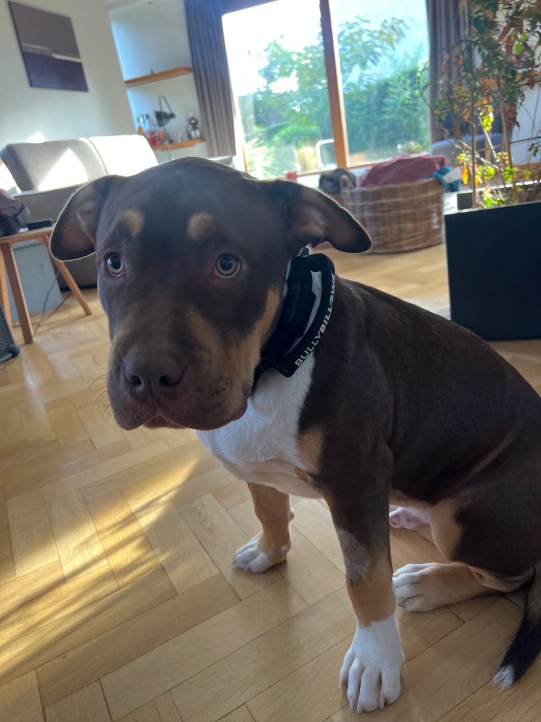 Customer photo review of 5cm Light Up LED Combat® Collar | With Handle & Secure Clip - Black