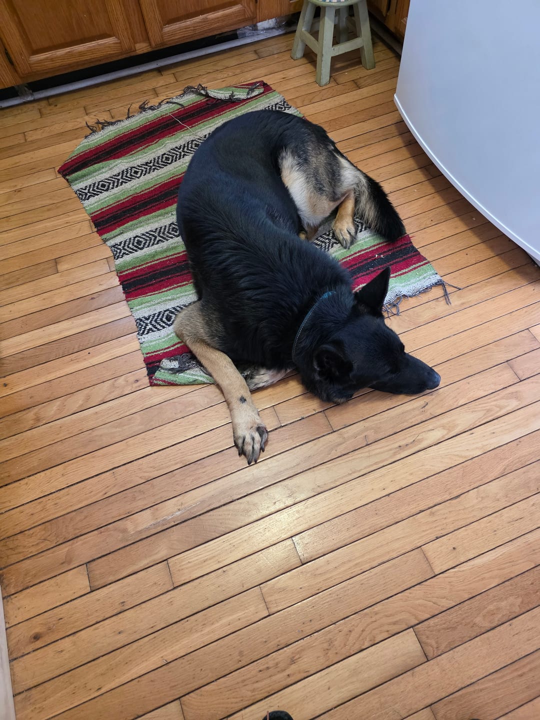 Customer photo review of FurLife™ 12 Months Flea and Tick Free