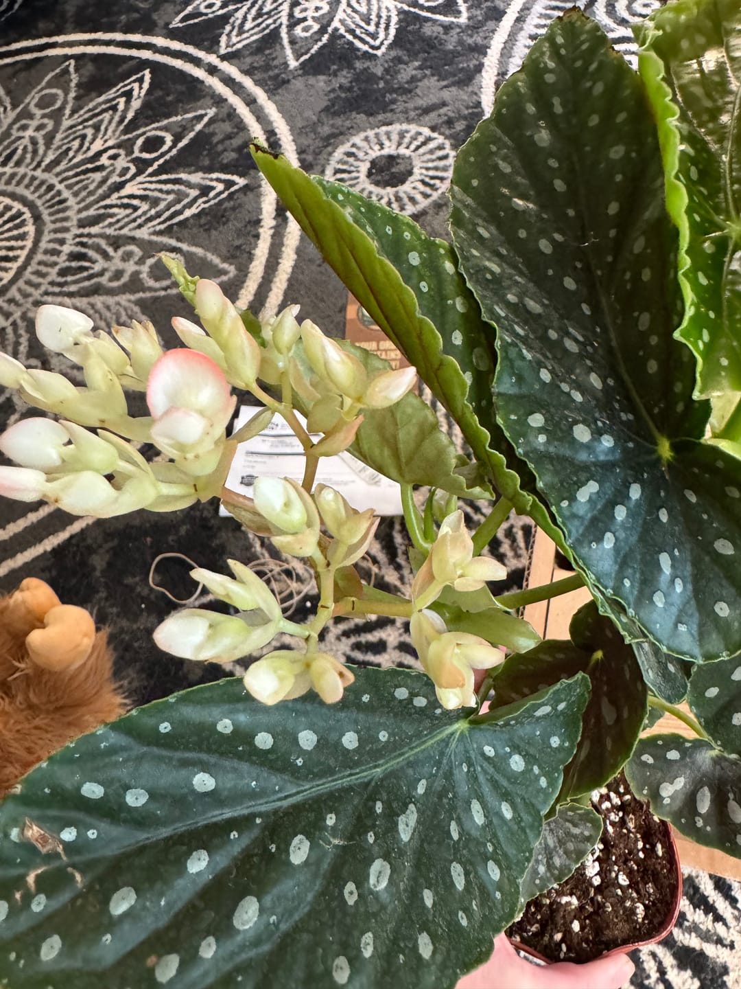 Customer photo review of Begonia 'Harmony's Legacy'