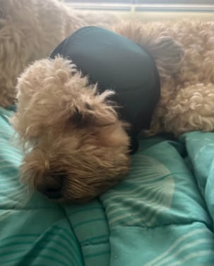 Customer photo review of Orejeras aislantes de sonido para perros